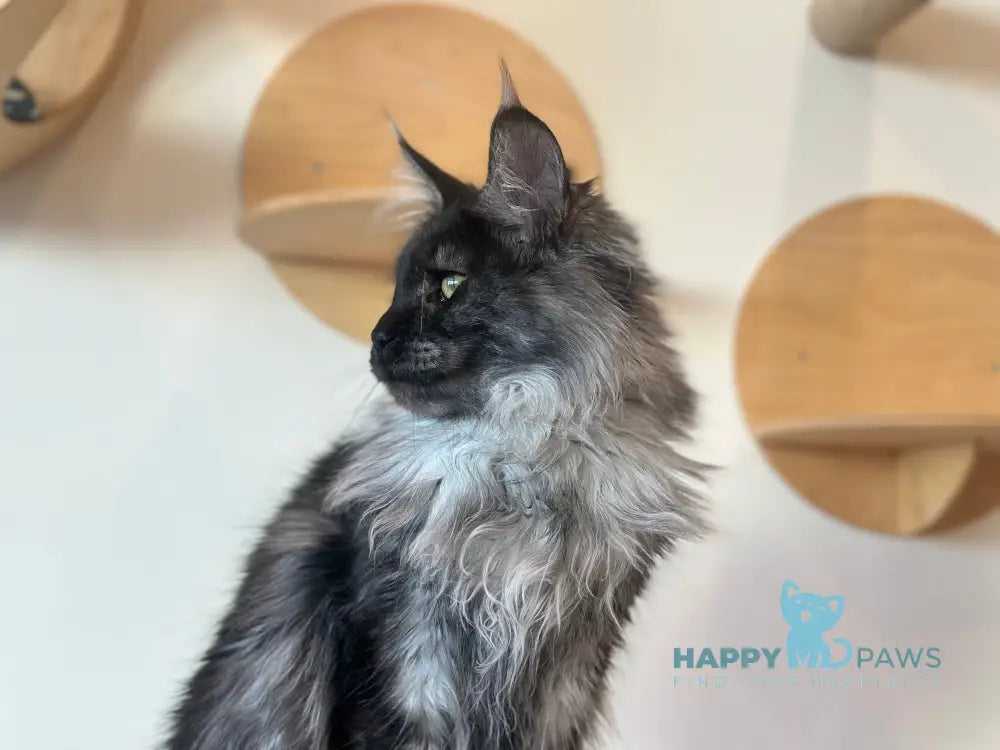 Simba Maine Coon male black smoke Full payment live animals