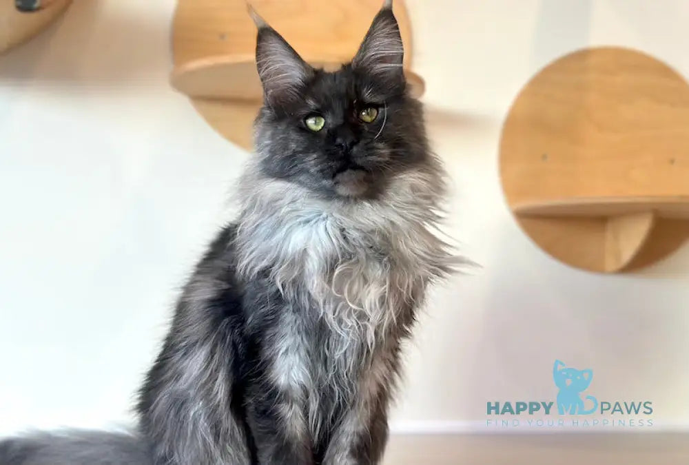 Simba Maine Coon male black smoke Full payment live animals