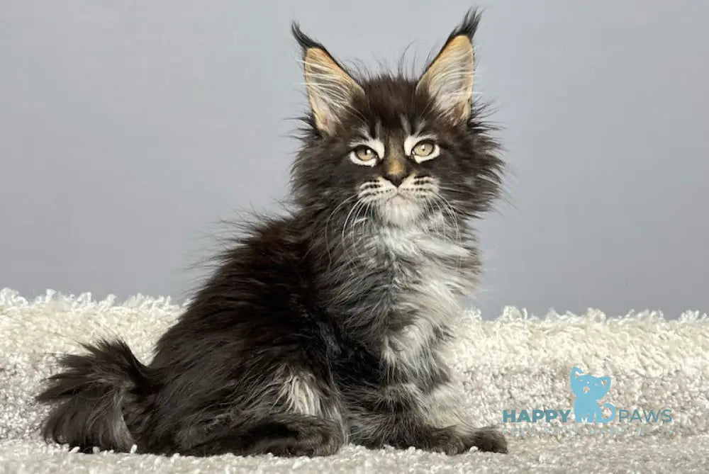 Simba Maine Coon male black tabby live animals