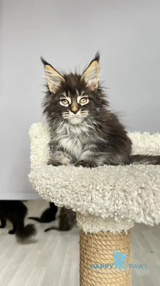 Simba Maine Coon male black tabby live animals