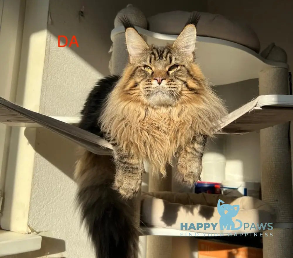 Simba Maine Coon male black tabby live animals