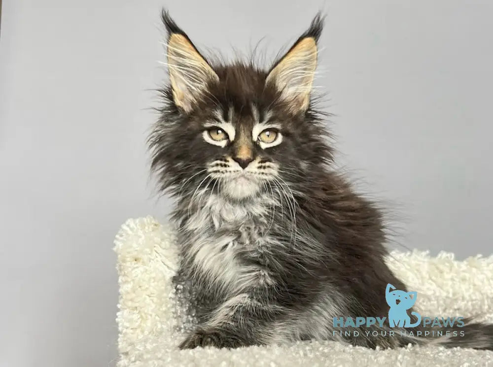 Simba Maine Coon male black tabby live animals