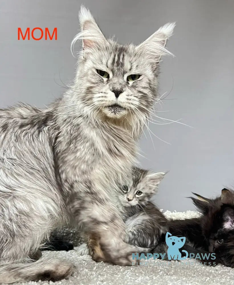 Simba Maine Coon male black tabby live animals