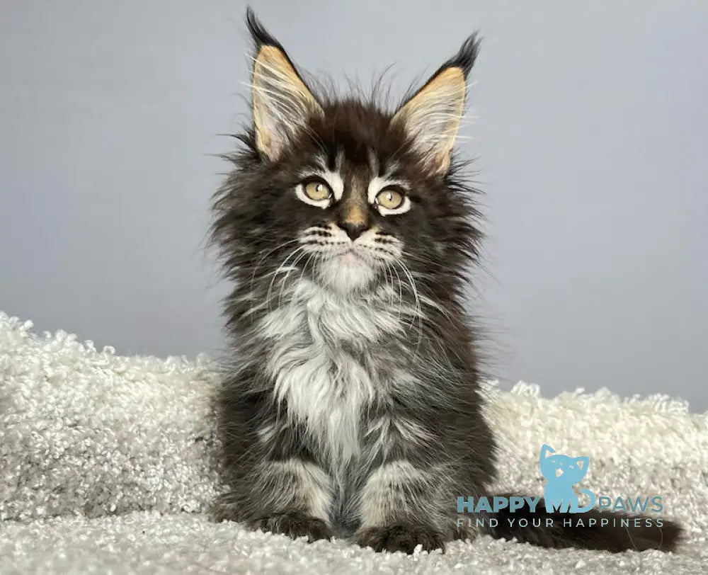 Simba Maine Coon male black tabby live animals