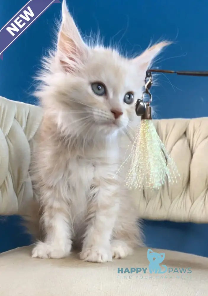 Simba Maine Coon male red silver tabby live animals