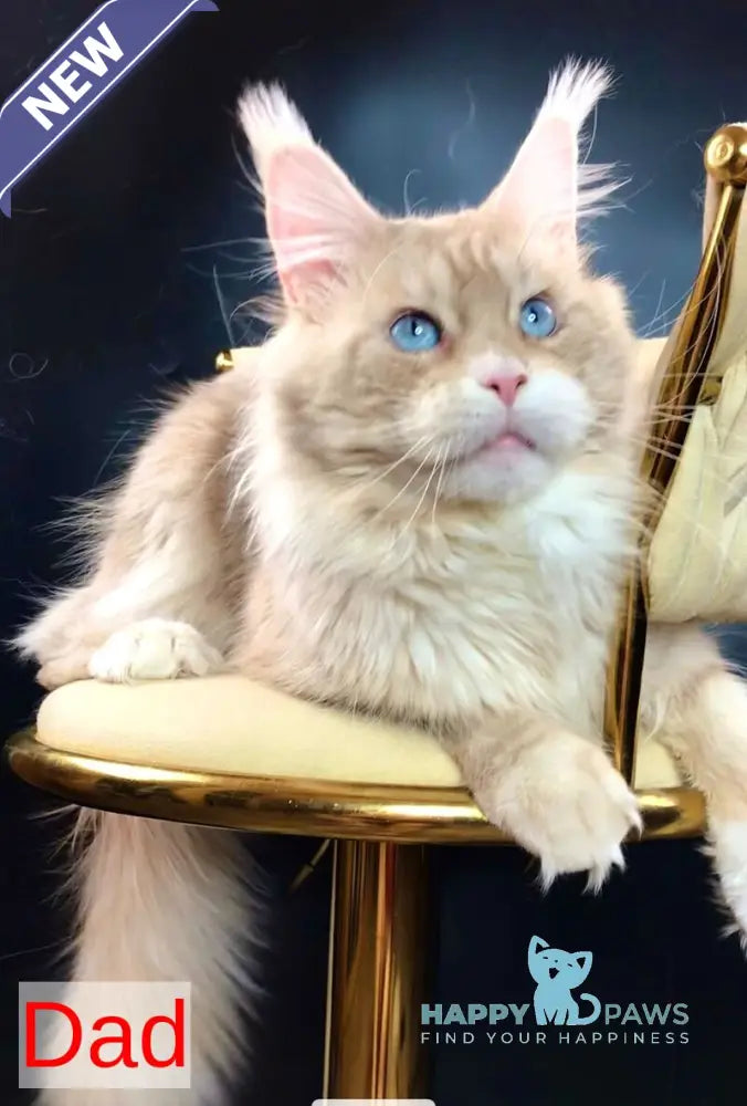 Simba Maine Coon male red silver tabby live animals