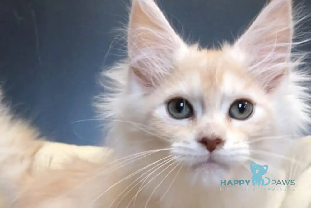 Simba Maine Coon male red silver tabby live animals