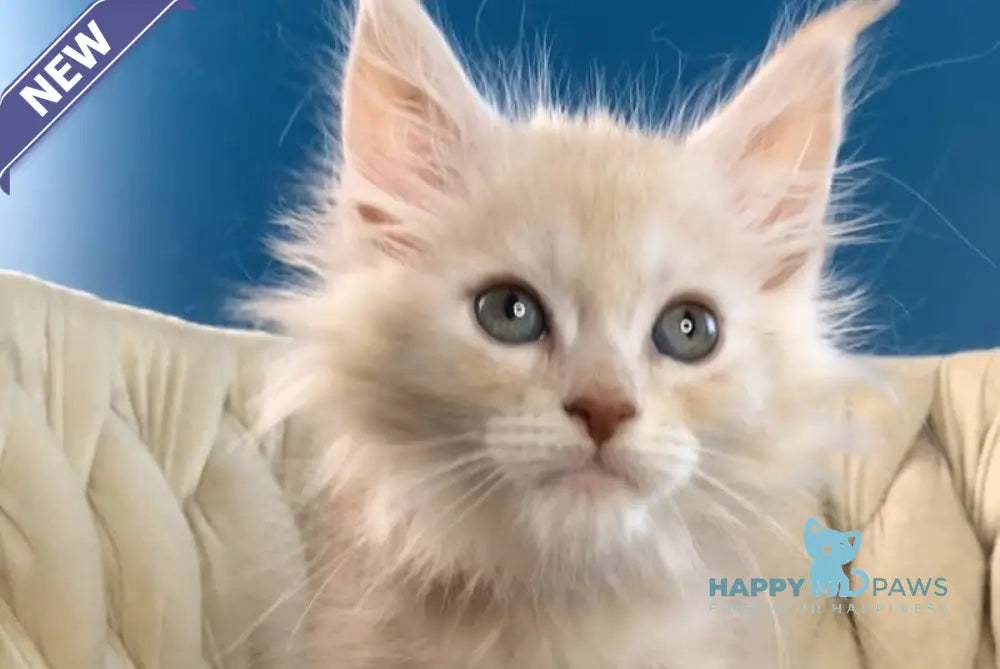 Simba Maine Coon male red silver tabby live animals