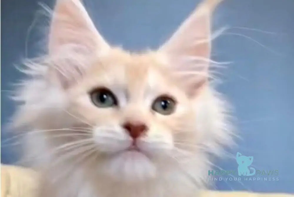 Simba Maine Coon male red silver tabby live animals