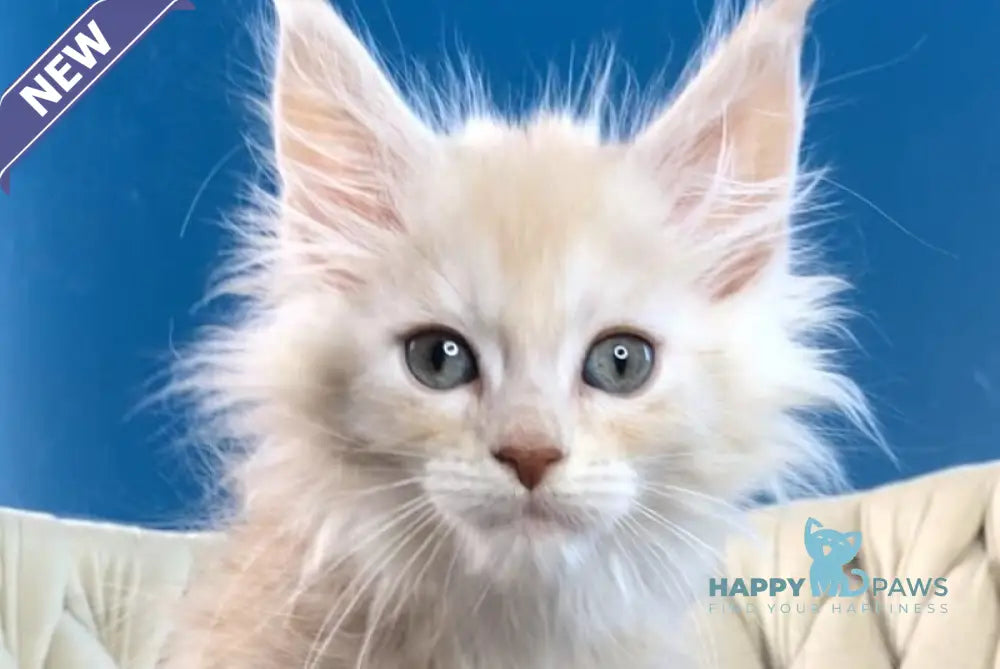 Simba Maine Coon male red silver tabby live animals