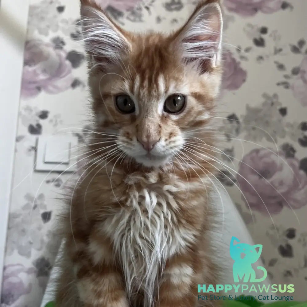 Simba Maine Coon male red tabby - live animals