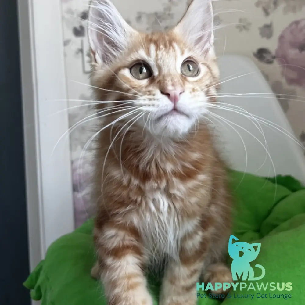 Simba Maine Coon male red tabby - live animals