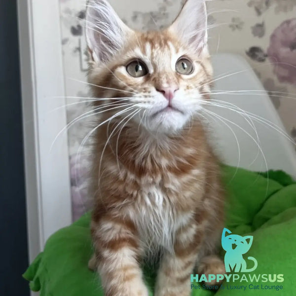 Simba Maine Coon male red tabby - live animals