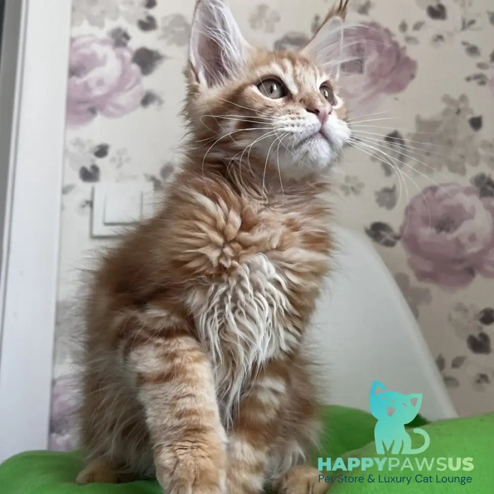 Simba Maine Coon male red tabby - live animals