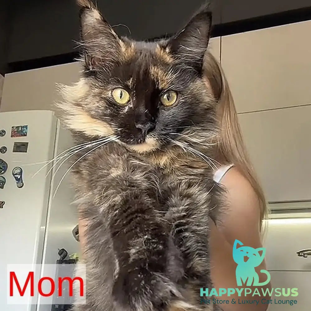 Simba Maine Coon male red tabby - live animals