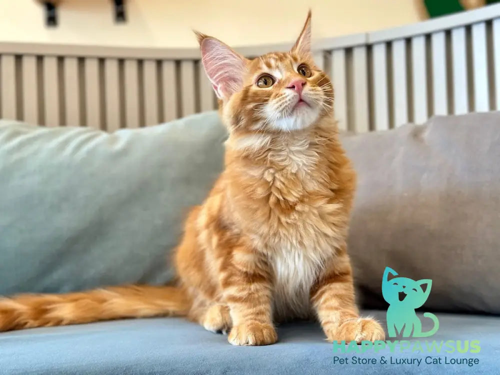 Simba Maine Coon male red tabby - live animals