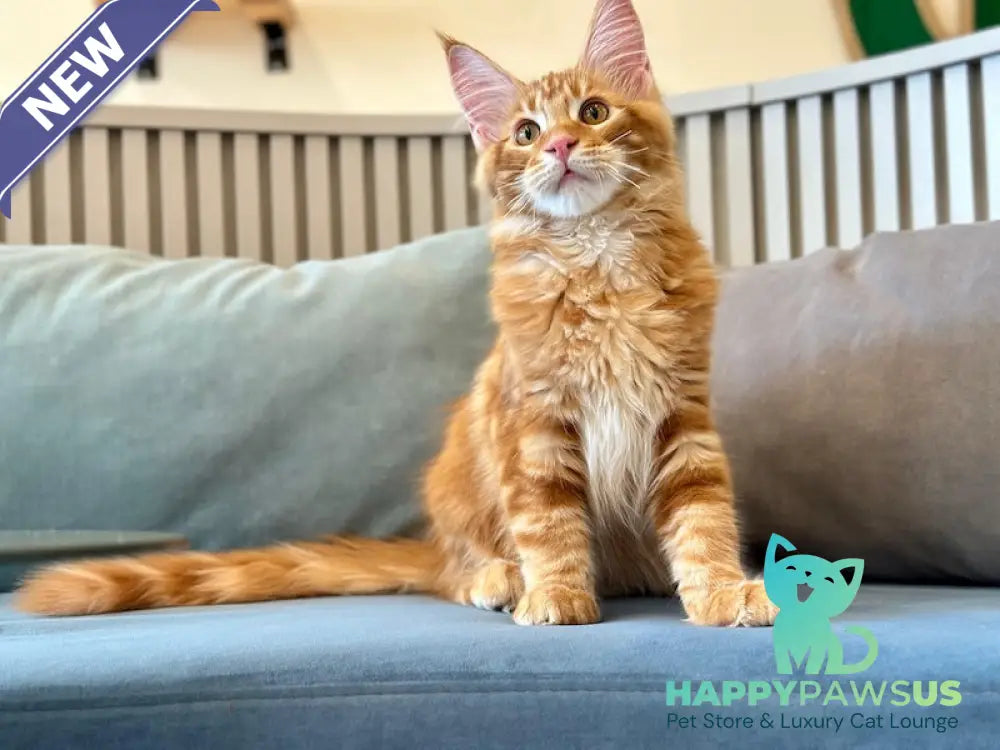 Simba Maine Coon male red tabby - live animals