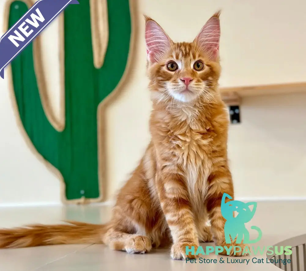 Simba Maine Coon male red tabby - live animals