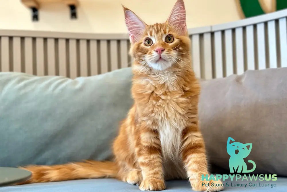 Simba Maine Coon male red tabby - live animals
