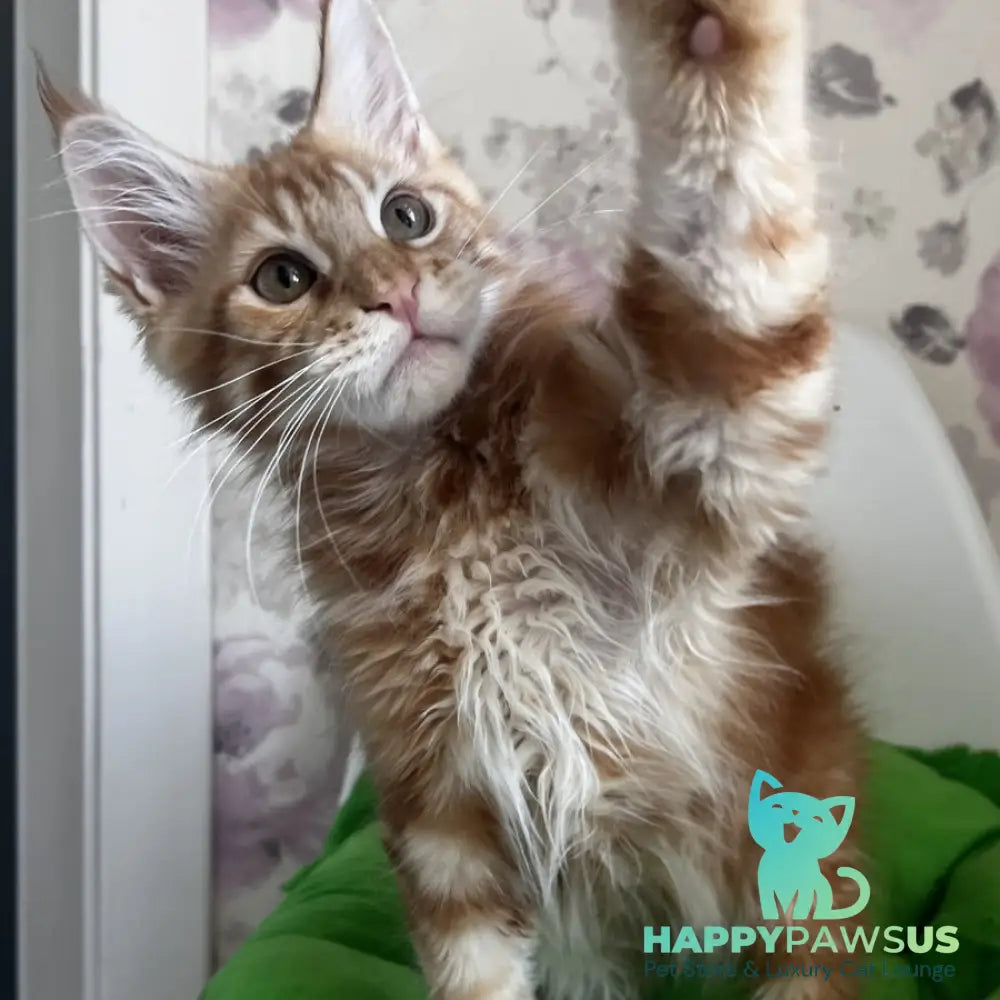 Simba Maine Coon male red tabby - live animals