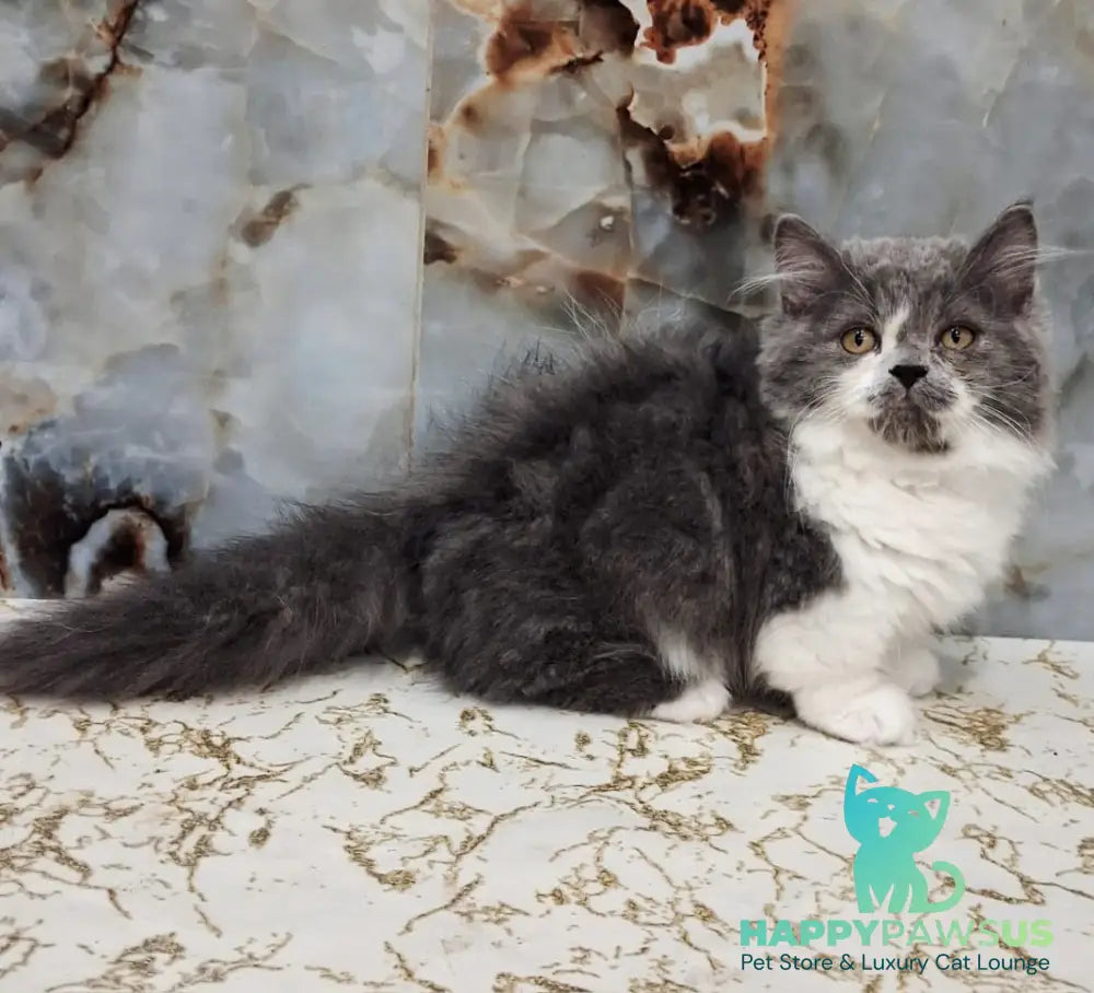 Simba Munchkin male blue bicolour - live animals