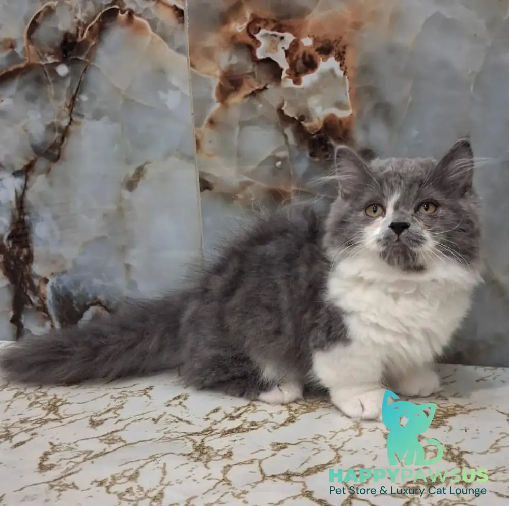 Simba Munchkin male blue bicolour - live animals