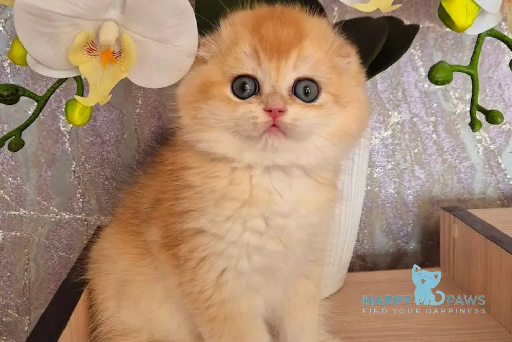 Simba Scottish Fold male black golden chinchilla live animals