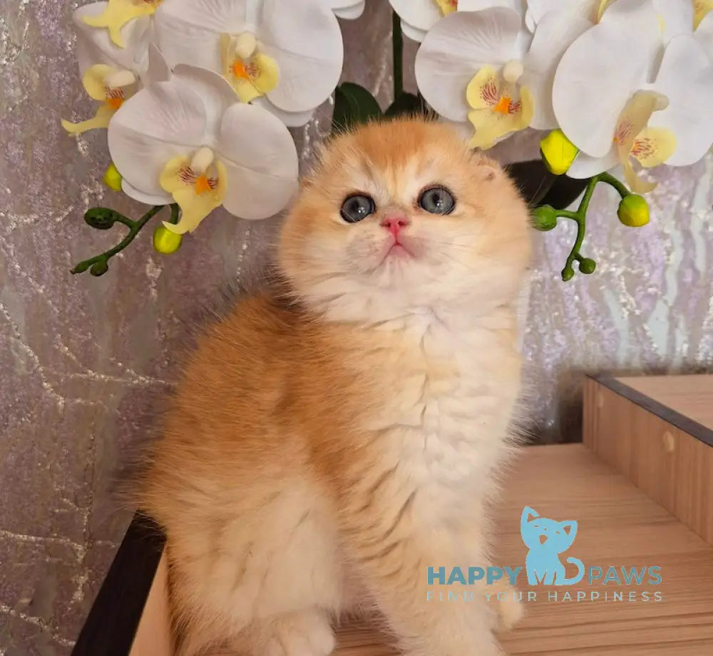 Simba Scottish Fold male black golden chinchilla live animals