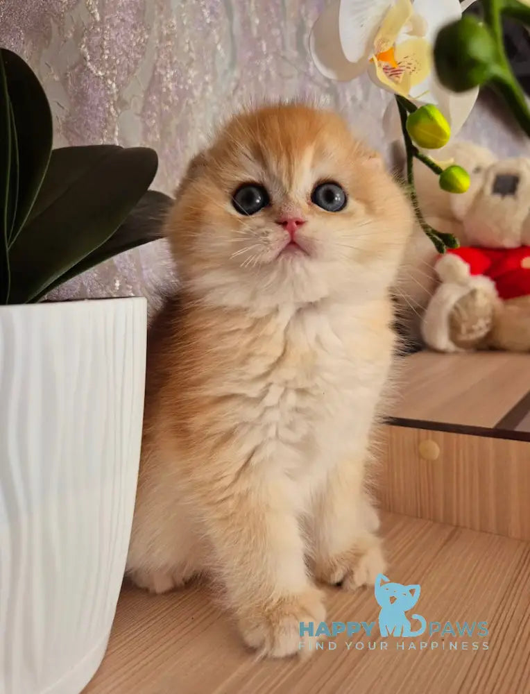 Simba Scottish Fold male black golden chinchilla live animals