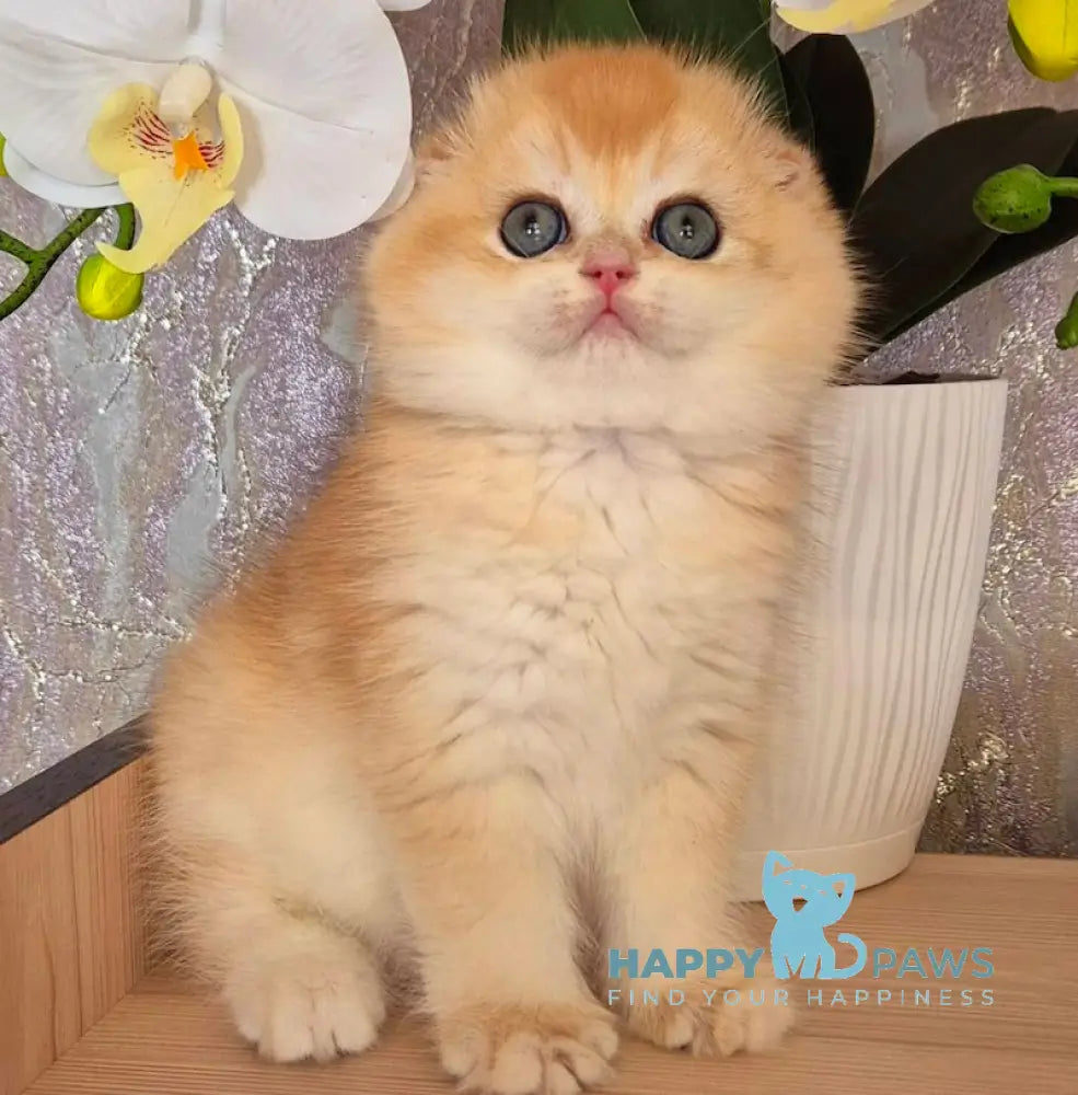 Simba Scottish Fold male black golden chinchilla live animals