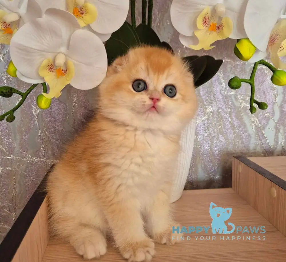 Simba Scottish Fold male black golden chinchilla live animals