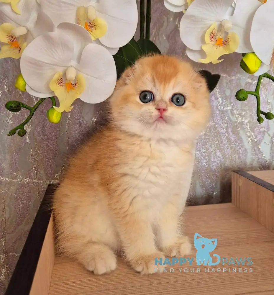 Simba Scottish Fold male black golden chinchilla live animals