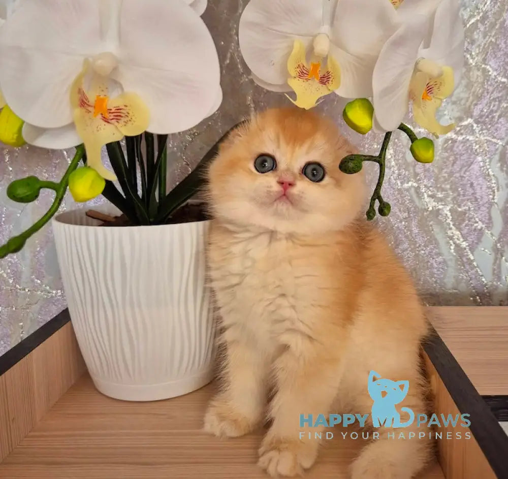 Simba Scottish Fold male black golden chinchilla live animals