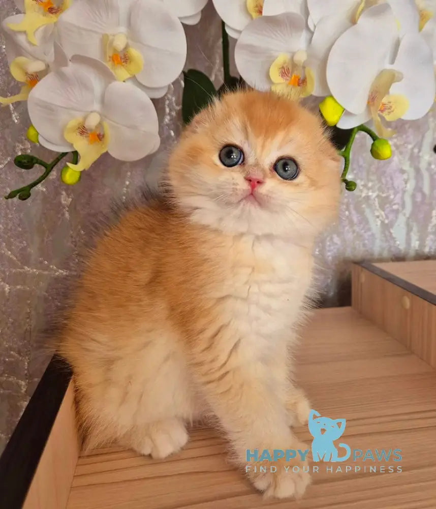 Simba Scottish Fold male black golden chinchilla live animals