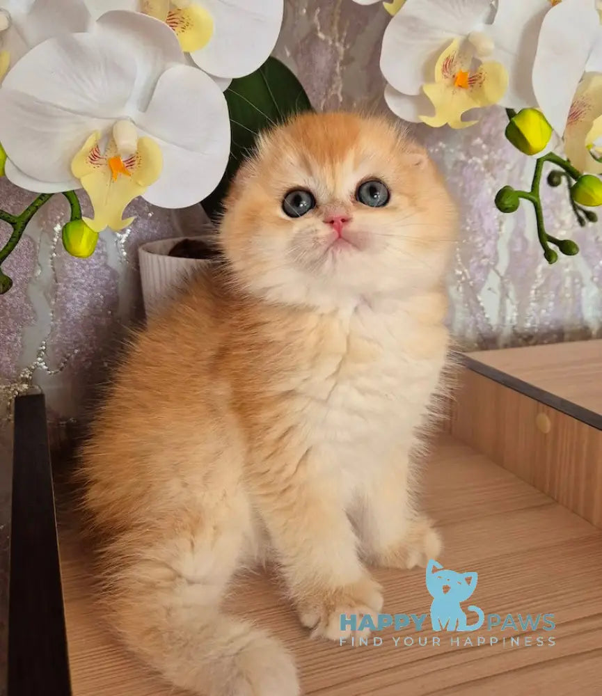 Simba Scottish Fold male black golden chinchilla live animals