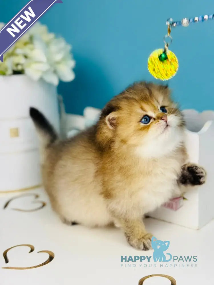 Simba Scottish Fold male black golden ticked tabby live animals