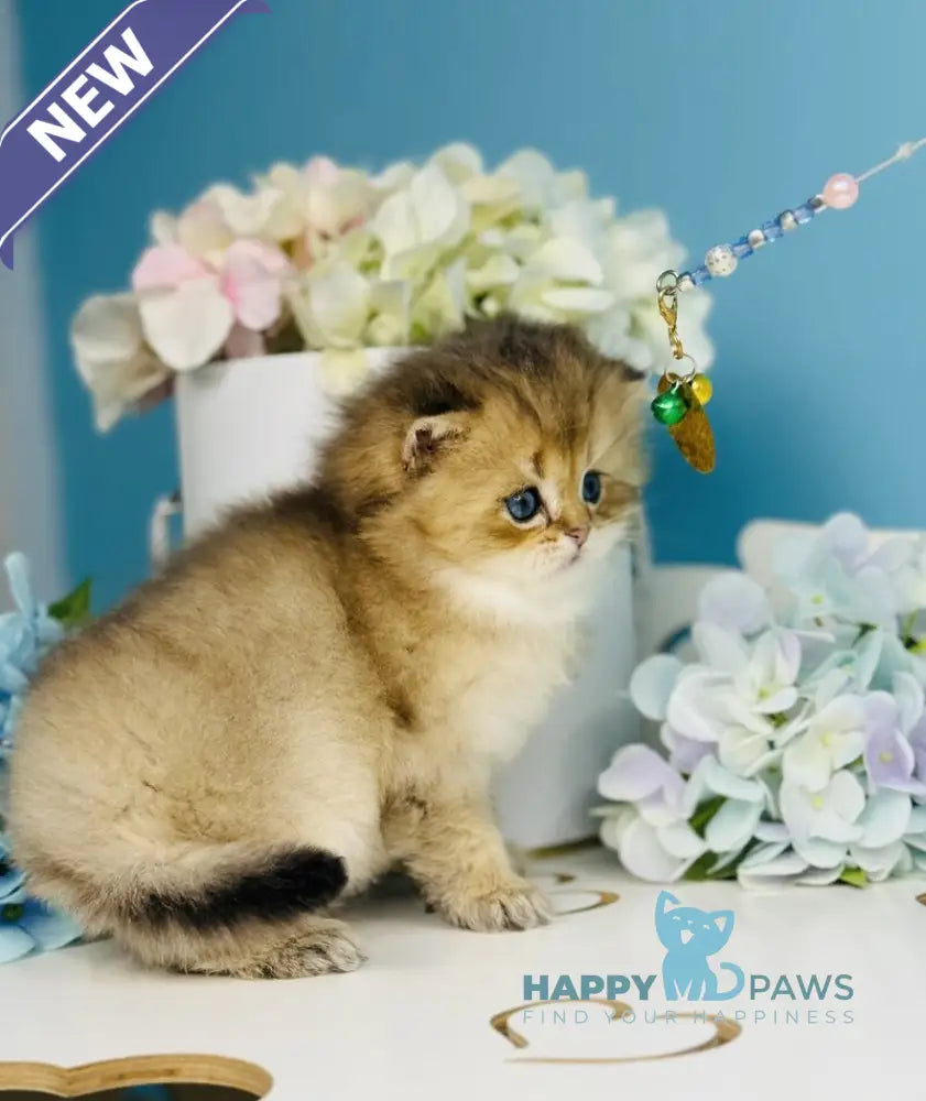 Simba Scottish Fold male black golden ticked tabby live animals