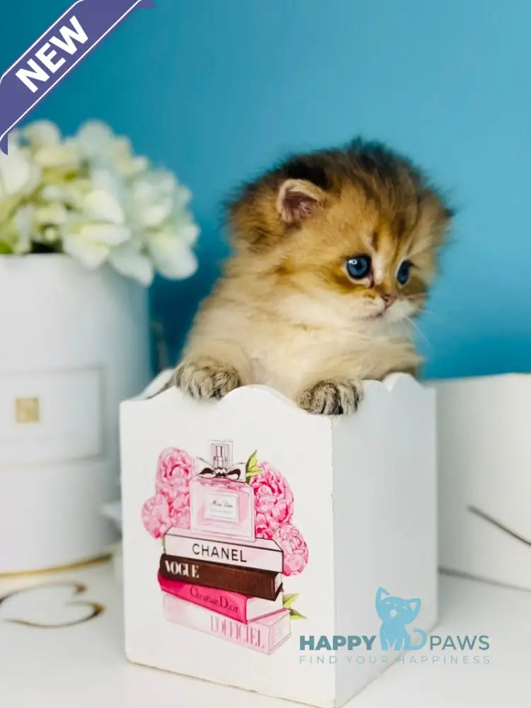 Simba Scottish Fold male black golden ticked tabby live animals