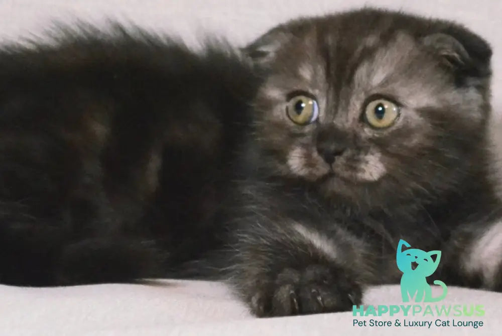 Simba Scottish Fold male black silver - live animals
