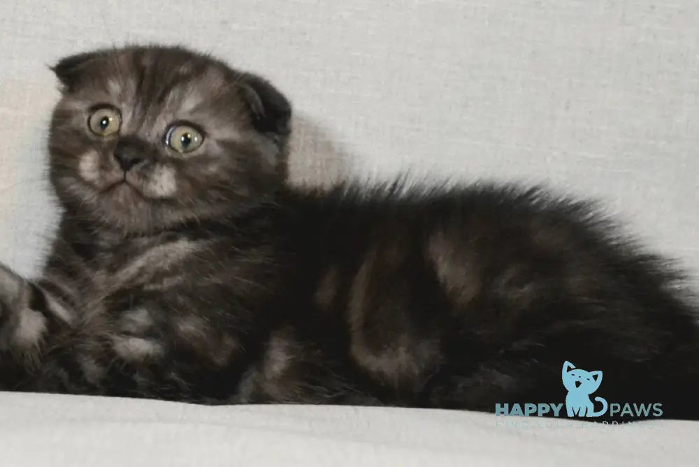 Simba Scottish Fold male black silver - live animals