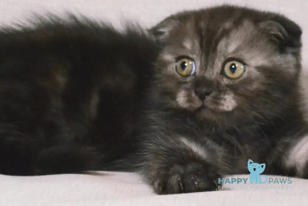 Simba Scottish Fold male black silver - live animals