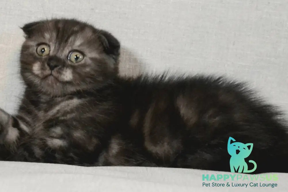 Simba Scottish Fold male black silver - live animals