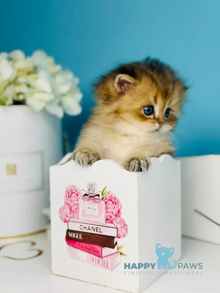 Simba Scottish Fold male black golden ticked tabby live animals