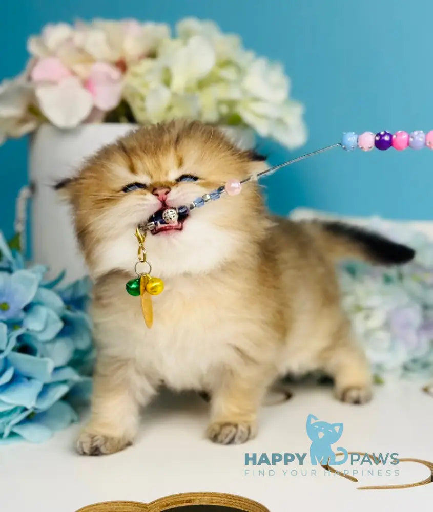 Simba Scottish Fold male black golden ticked tabby live animals