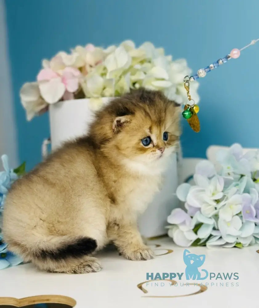 Simba Scottish Fold male black golden ticked tabby live animals