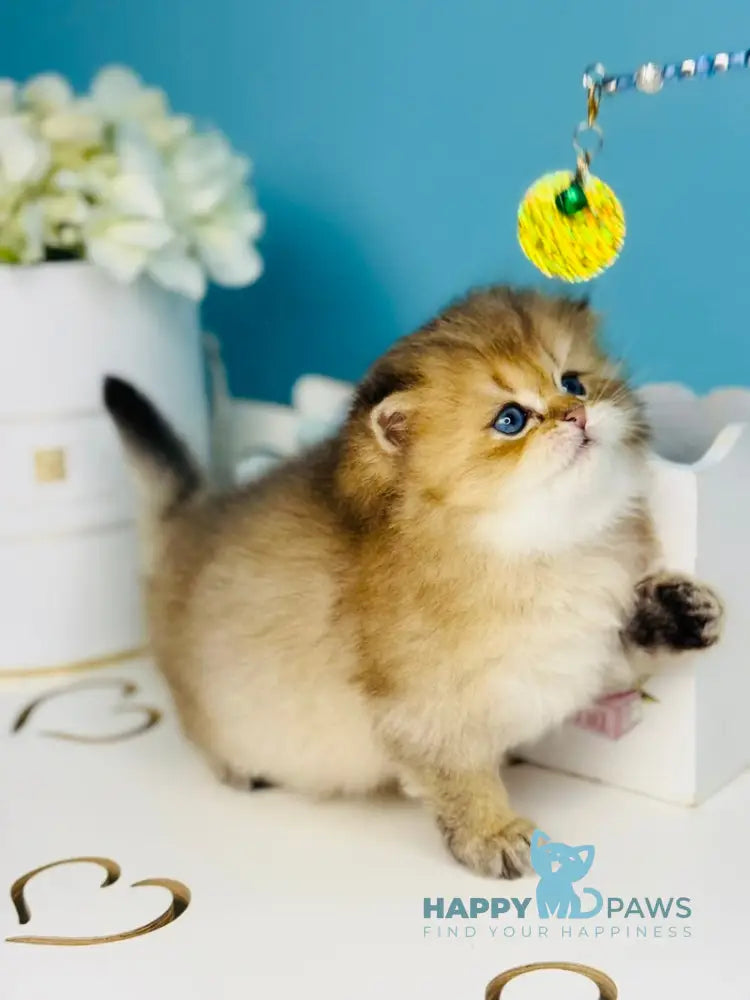 Simba Scottish Fold male black golden ticked tabby live animals