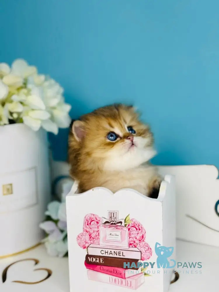 Simba Scottish Fold male black golden ticked tabby live animals