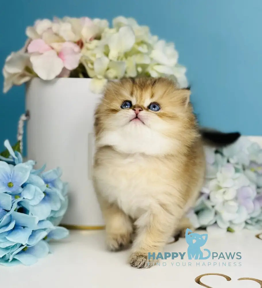 Simba Scottish Fold male black golden ticked tabby live animals