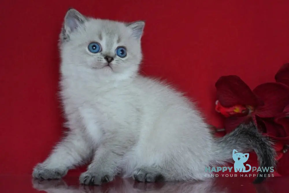 Simba Scottish Straight male black ticked tabby pointed live animals