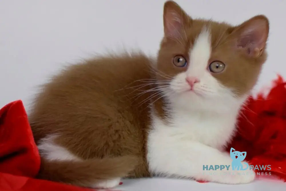 Simca British Shorthair female cinnamon bicolour live animals